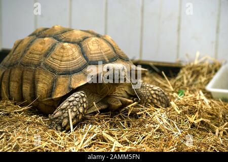 Spur-thighed turtle 'Hannibal' in the reptile collection station in the Kaulbachstraße in Schwabing. [automated translation] Stock Photo