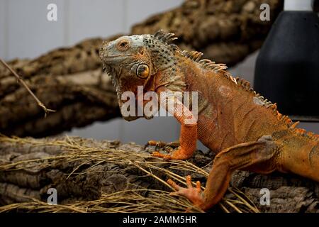 Green iguana in the reptile sanctuary in the Kaulbachstraße in Schwabing. [automated translation] Stock Photo