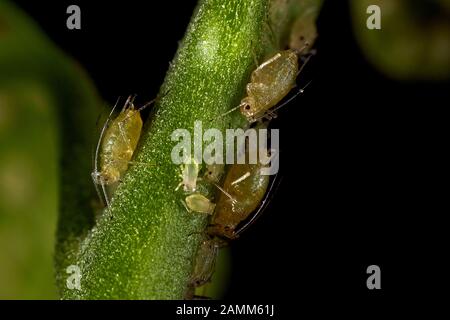 Aphids or Aphidoidea belong to the plant lice (Sternorrhyncha). 850 of the 3000 known species live in Central Europe. All aphids feed on plant sap. A number of species are considered pests of useful or ornamental plants, systematics: Stem: Arthropoda (Arthropoda)Class: Insects (Insecta)Subclass: Flying insects (Pterygota) Order: Beak chaff (Hemiptera)Subclass: Plant lice (Sternorrhyncha)Superfamily: Aphids22.02.2016, [automated translation] Stock Photo