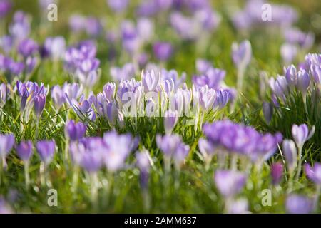 the crocus in spring - the busy bee finds the first food and pollinates - Crocus [automated translation] Stock Photo