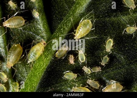 Aphids or Aphidoidea belong to the plant lice (Sternorrhyncha). 850 of the 3000 known species live in Central Europe. All aphids feed on plant sap. A number of species are considered pests of useful or ornamental plants, systematics: Stem: Arthropoda (Arthropoda)Class: Insects (Insecta)Subclass: Flying insects (Pterygota) Order: Beak chaff (Hemiptera)Subclass: Plant lice (Sternorrhyncha)Superfamily: Aphids22.02.2016, [automated translation] Stock Photo