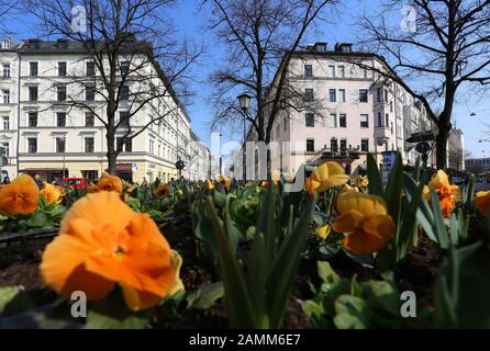 Flowerbed at Pariser Platz in Haidhausen. [automated translation] Stock Photo