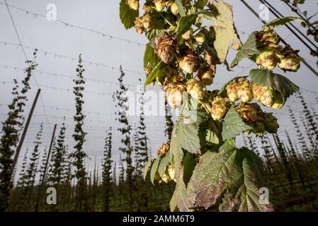 Hop cultivation near Nadlstadt in the district of Freising. [automated translation] Stock Photo