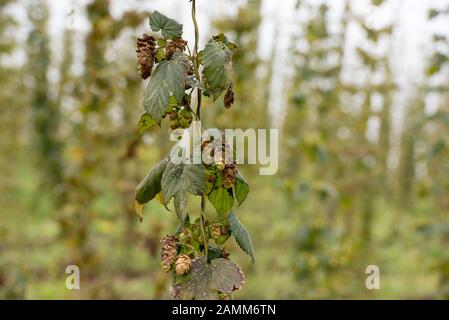 Hop cultivation near Nadlstadt in the district of Freising. [automated translation] Stock Photo