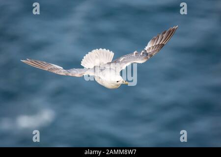 High angle close up, wild UK fulmar seabird (Fulmarus glacialis) isolated in midair flight. Coastal fulmar flying free, over water, Bempton Cliffs UK. Stock Photo