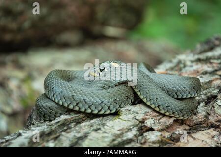 A curled grass snake lying on a tree trunk Stock Photo
