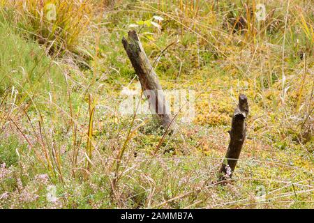 Autumn in Schönramer Moor - dead wood [automated translation] Stock Photo