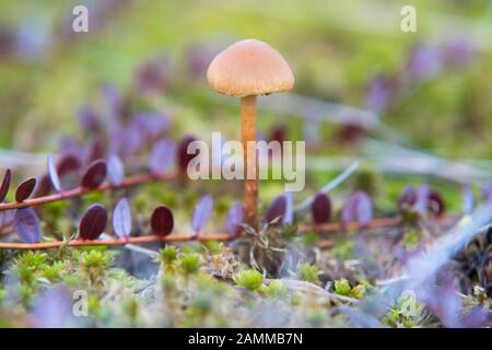 Autumn in Schönramer Moor - lacquer funnelling - (Laccaria laccata) [automated translation] Stock Photo