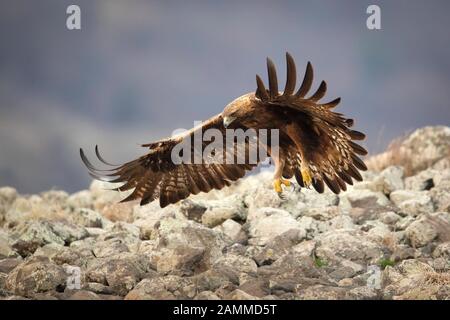 Golden Eagle (Aquila chrysaetos), Bulgaria Stock Photo