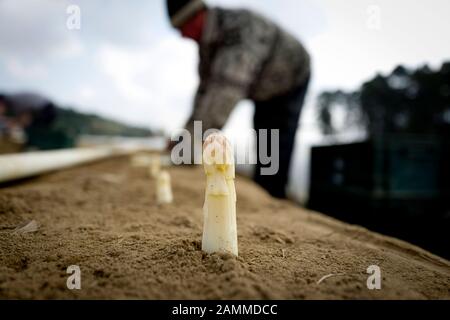 Romanian seasonal workers harvesting asparagus at the Lohner asparagus farm in Inchenhofen. [automated translation] Stock Photo