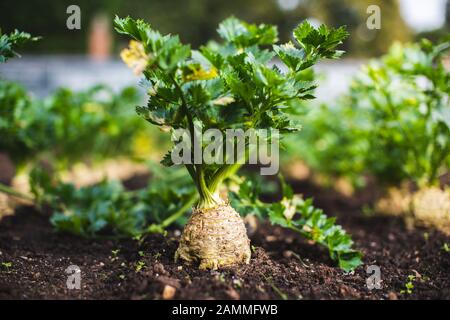 Celeriac growing in a garden Stock Photo