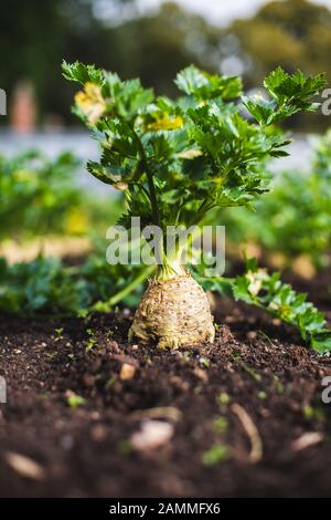 Celeriac growing in a garden Stock Photo