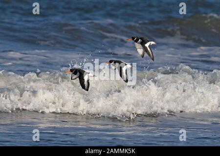 Oystercatcher (Haematopus ostralegus) Stock Photo