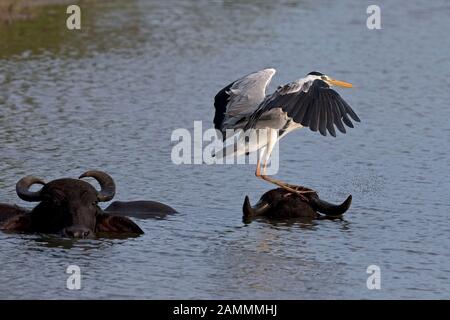 Grey Heron (Ardea cinerea) Stock Photo