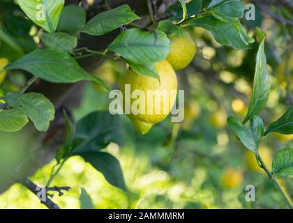 pretty image of spanish lemons hanging from a tree  copy space on colouful background Stock Photo