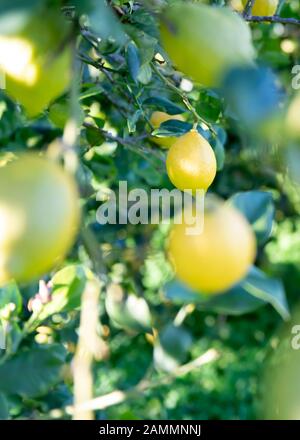 lemons  hanging from a tree  focus on one . shot for copy space  soaking up the evening  sun , greenery in the background Stock Photo