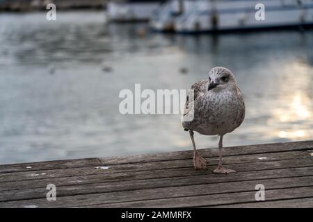 A pigeon resting in a wood platform near the sea in Barcelona at sunset Stock Photo