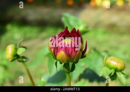 Natural red dahlia in the feld Stock Photo