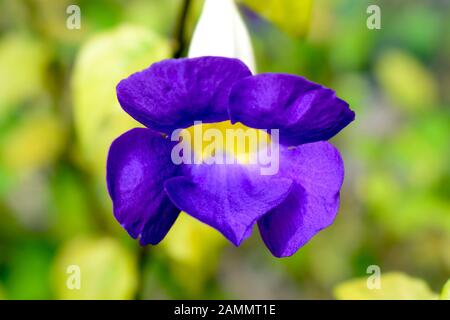 Portrait of a beautiful purple Bengal clock vine Stock Photo