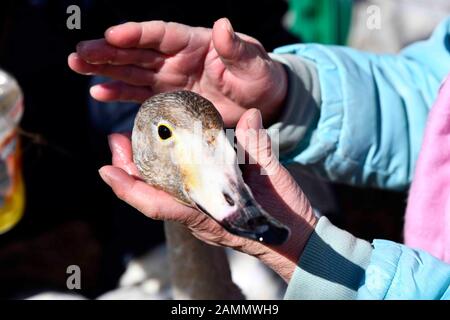 (200114) -- RONGCHENG, Jan. 14, 2020 (Xinhua) -- Liu Zhibin and his wife Zhao Shuzhi take care of an injured whooper swan at Swan Lake Managerial Station in the national nature reserve for whooper swans in Rongcheng City, east China's Shandong Province, Jan. 11, 2020. 'Come, come to eat!' Liu Zhibin and his wife Zhao Shuzhi called whooper swans while blowing their whistles.     Every year from November to March of the following year, these whooper swans fly from Siberia to Rongcheng City, east China's Shandong Province, to spend the winter.    After retiring in 2015, the Lius came to Rongcheng Stock Photo