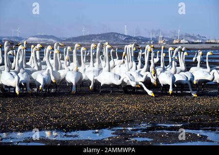 (200114) -- RONGCHENG, Jan. 14, 2020 (Xinhua) -- Whooper swans are fed with corns at Swan Lake Managerial Station in the national nature reserve for whooper swans in Rongcheng City, east China's Shandong Province, Jan. 11, 2020. 'Come, come to eat!' Liu Zhibin and his wife Zhao Shuzhi called whooper swans while blowing their whistles.     Every year from November to March of the following year, these whooper swans fly from Siberia to Rongcheng City, east China's Shandong Province, to spend the winter.    After retiring in 2015, the Lius came to Rongcheng City from Qiqihar City, northeast China Stock Photo