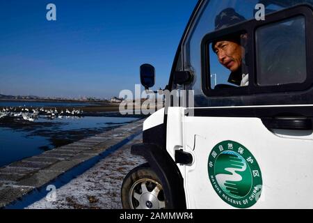 (200114) -- RONGCHENG, Jan. 14, 2020 (Xinhua) -- Liu Zhibin looks out of the window as he patrols at Swan Lake Managerial Station in the national nature reserve for whooper swans in Rongcheng City, east China's Shandong Province, Jan. 11, 2020. 'Come, come to eat!' Liu Zhibin and his wife Zhao Shuzhi called whooper swans while blowing their whistles. Every year from November to March of the following year, these whooper swans fly from Siberia to Rongcheng City, east China's Shandong Province, to spend the winter. After retiring in 2015, the Lius came to Rongcheng City from Qiqihar City, Stock Photo