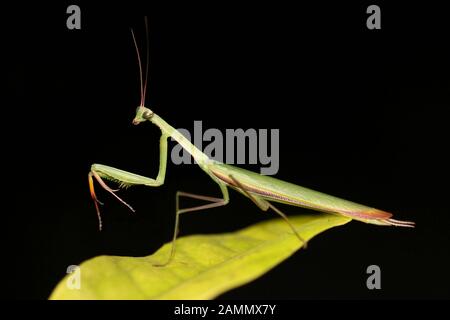 Praying Mantid Mantis religiosa in Defence Posture, Gujarat, India Stock Photo