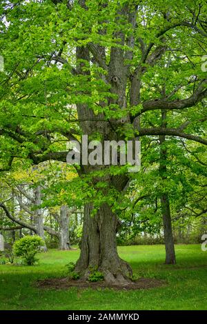 Very old linden tree in a spring garden. Stock Photo