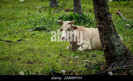 White bull laying in field next to coconut trees in Ban Krut Thailand Stock Photo