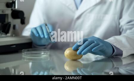 Biology researcher holding syringe for injecting preservatives in potato, gmo Stock Photo