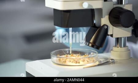 Lab worker observing in microscope effect of growth hormone on germinated crops Stock Photo