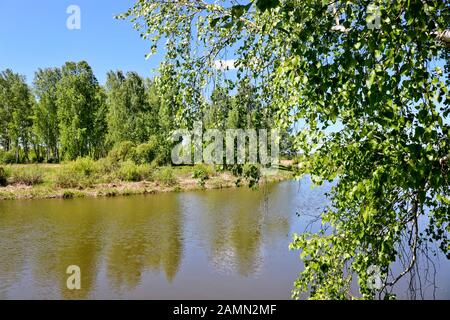 Summer landscape - A calm flat river among fields and birch groves under a blue sky. Cloudless summer weather. Stock Photo