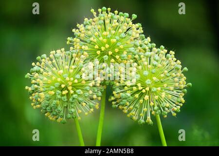Green star ball leek, garden leek, Allium cristophii, allium giganteum ornamental plant, big round yellow flowers blossom close up on green background Stock Photo