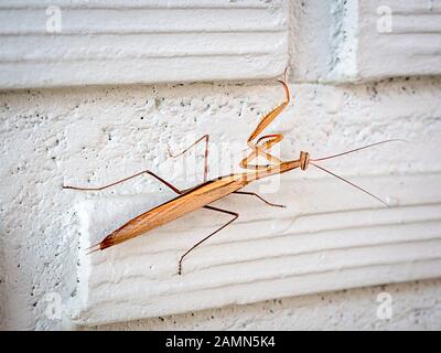 Close-up brown praying mantis on white brick wall background. Stock Photo
