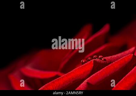 romantic background with water drops on red rose petal, love concept Stock Photo