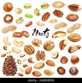 Nuts big set composition watercolor isolated on white background Stock Photo