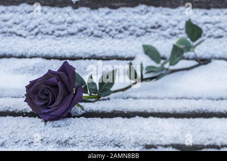 A black rose lies in the snow on a bench in the cold winter. Black rose in winter as a symbol of separation and sadness Stock Photo