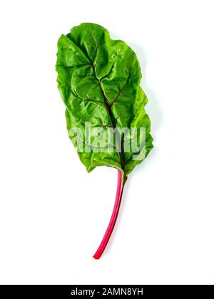 One swiss chard leaf isolated on white background. Fresh swiss rainbow chard with yellow and green colors, top view or flat lay Stock Photo