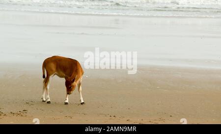 A Baby cow calf on the beach. One domestic animal in nature theme. Animals in the wild background. Goa India South Asia Pac Stock Photo
