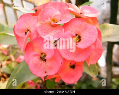 Small and delicate Red Tulips and Lilies Orchids flowers with water drops close-up. Petunia Red poppy Anemone Gerbera Daisy family. Spring twig nature Stock Photo