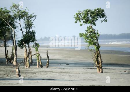 Green tree at sea beach side standing on sand in blue sky and distant horizon over ocean water. Tropical Landscape scenery background. Environmental c Stock Photo