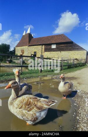 Geese at Kent Life - Heritage Farm Park, Maidstone, Kent, England, UK Stock Photo