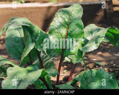Organic Beet Leaves Grown in Garden. Chard leaves in garden, natural daylight. Copy space for text Stock Photo