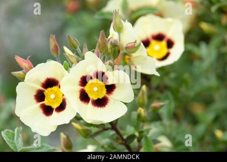 Creamy pale yellow flowers of Halimiocistus Wintonensis 'Merrist Wood Cream', rock rose 'Merrist Wood Cream' Stock Photo