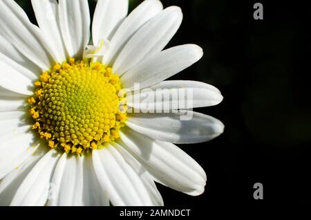 Closeup of a white daisy flower. Bellis perennis on a black background. Copy space. Stock Photo