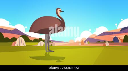 emu walking on grass in australia desert australian wild animal wildlife fauna concept landscape background horizontal vector illustration Stock Vector