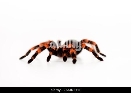 black and red hairy spider isolated on white Stock Photo