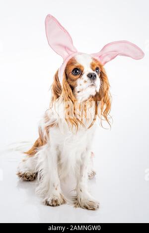 Cute puppy with cute bunny ears and big eyes. Stock Photo