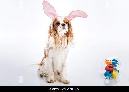 Cute puppy with bunny ears big eyes with colored Easter eggs Stock Photo