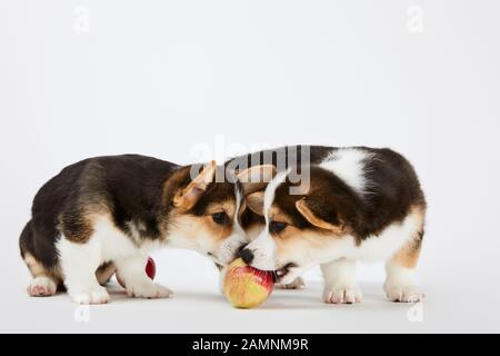 cute welsh corgi puppies with ripe tasty apple on white background Stock Photo